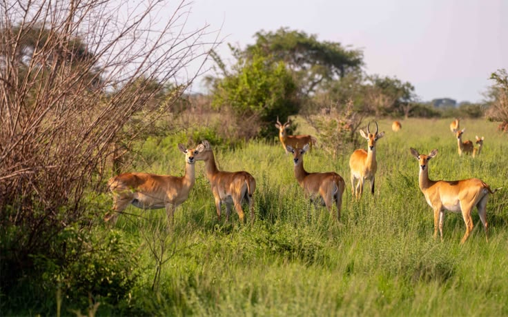 Wildlife safari